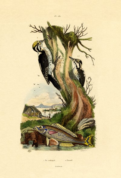 Pica-pau-de-três dedos, 1833-39 de French School