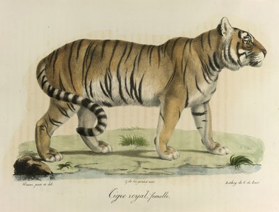 Tigre real, fêmea. Um tigre real feminino, da Histoire Naturelle des Mammifères (cor litho) de French School