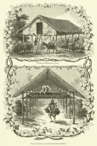 Tilembar ou Magnanerie Persa (gravura) de French School