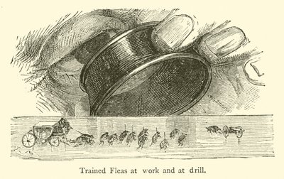 Pulgas treinadas no trabalho e na perfuração (gravura) de French School