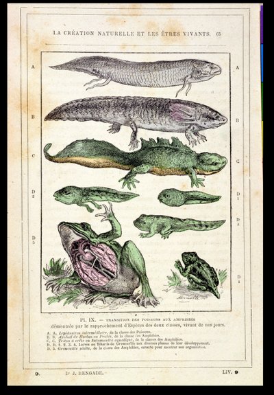 Transição de Peixes em Anfíbios, de um livro do Dr. Rengade, c.1880 de French School