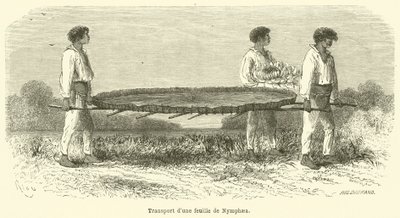 Transporte de uma folha de ninfaea (gravura) de French School