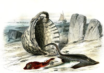 Trigle cuculus, badejo (merlangius merlangus), raie grondin (dipturus batis) - Prato extraído de Histoire Naturelle de Bernard Germain de Lacepede (1856-1925), edição P.Furme, Paris de French School