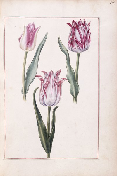 Tulipas, século 18 de French School