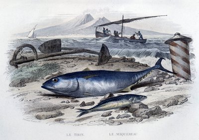 Tuna and mackereau - in "Histoire naturelle" de Lacépède, T.II, ed. Furne et Cie, Paris de French School
