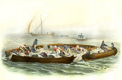 Pesca do atum ou magrague - Prato extraído de Histoire Naturelle de Bernard Germain de Lacepede (1856-1925), edição P.Furme, Paris de French School