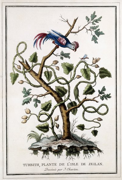 Turbith, planta da ilha de Zeilan, 1784 de French School