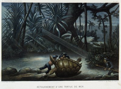 Tartaruga de mar - in "Le monde de la mer" de Alfred Fredol, Hachette, Paris de French School