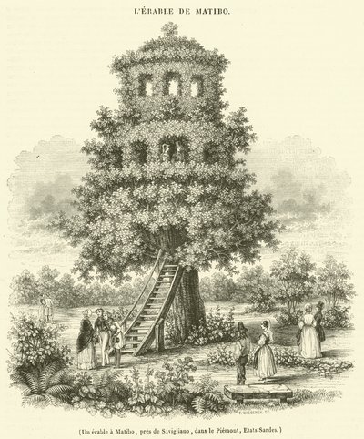 Um ácer em Matibo, perto de Savigliano, no Piemonte, Sardenha (gravura) de French School