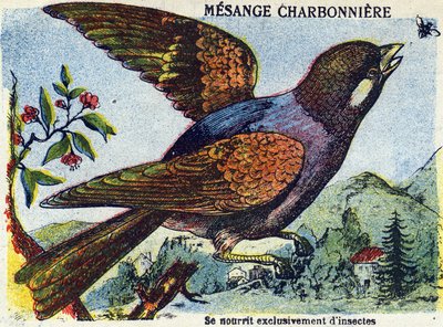 Imagem desconhecida de French School