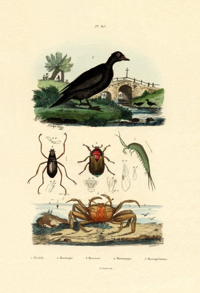 Pato Escocês de Veludo, 1833-39 de French School