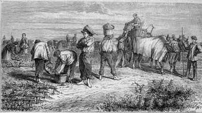 Viticultura em Medoc: colheita de uvas durante a vindima. Gravura em "Le Monde Illustré" n°561 de 11 de Janeiro de 1868. de French School