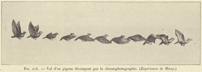 Vôo de um pombo decomposto por cronofotografia de French School