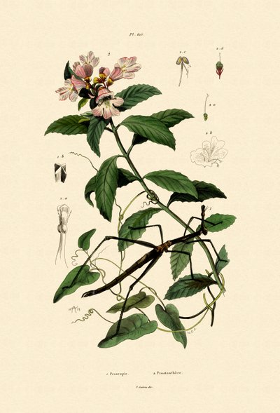 Inseto da vara de passeio, 1833-39 de French School