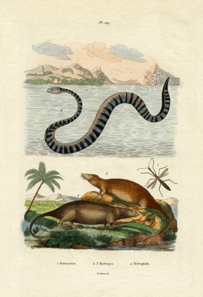 Rato d&39;Água, 1833-39 de French School