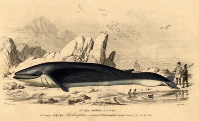 Baleia ou baleinoptere (Balaenoptera rorqual) de French School