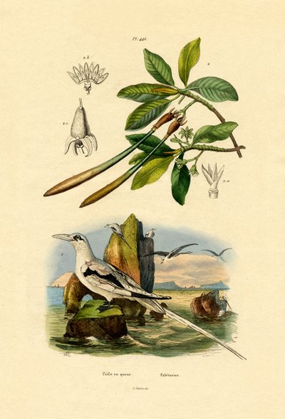 Tropicbird Branco-atado, 1833-39 de French School