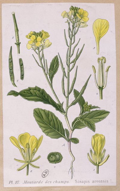 Mostarda Selvagem (Sinapis Arvensis) de French School
