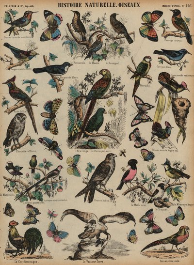 Aves selvagens (gravura colorida) de French School