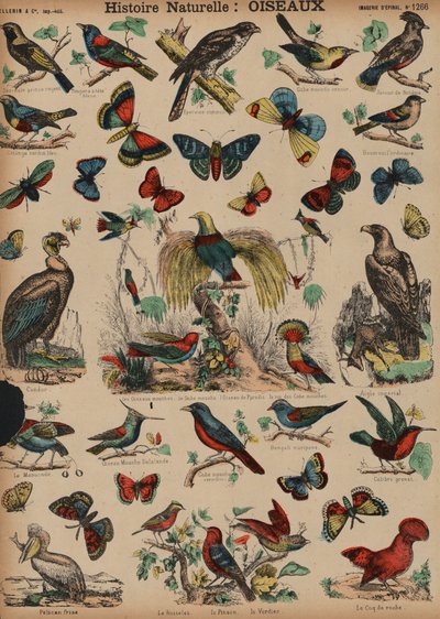 Aves selvagens (gravura colorida) de French School