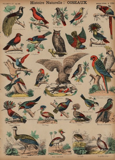 Aves selvagens (gravura colorida) de French School