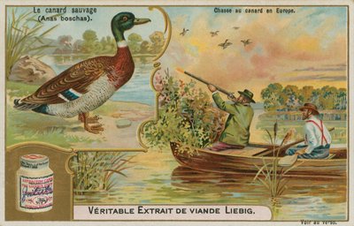 Pato selvagem; caça ao pato na Europa de French School