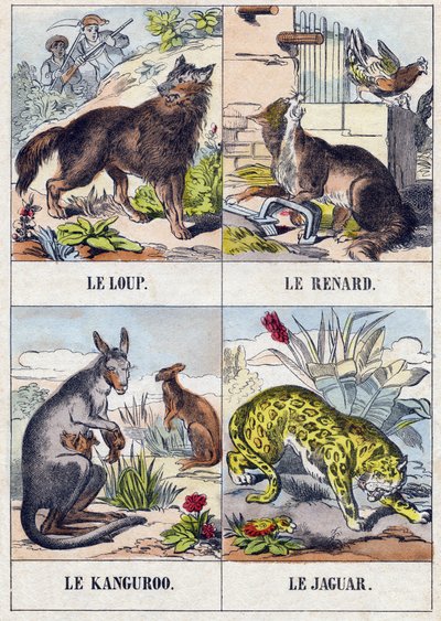 Lobo; Raposa; Kanguroo; Jaguar. Gravura em "Buffon Alphabet des Animaux". 3ª Série N 1. Imaging of Epinal, Epinal, final do século XIX. 16 páginas. Dim: 28x21cm de French School