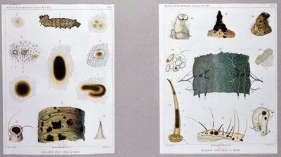Trabalho sobre a doença do bicho-da-seda apresentado por Pasteur na Academia das Ciências. de French School