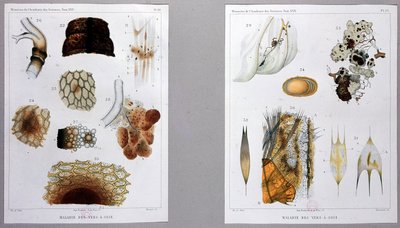 Trabalho sobre a doença do bicho-da-seda apresentado por Pasteur na Academia das Ciências. de French School