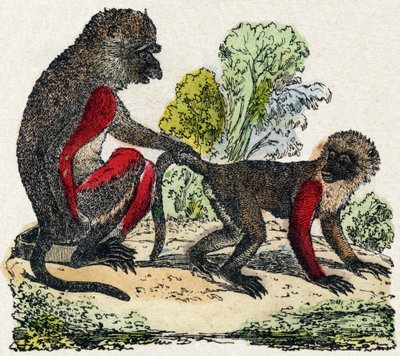 Yarques. Gravura em "Alfabeto dos animais sauvages". 9ª Série. Imagem de Epinal, Pellerin, impressora-editora, cerca de 1870. Gravura em madeira, stencilled. 16 páginas. Dimensões: 20 x 15 cm. Coleção Particular de French School