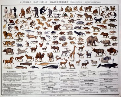 Zoologia: classificação dos mamíferos de acordo com o biólogo francês Georges Cuvier (1769-1832). Conselho de História Natural de French School