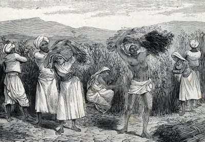 colheita de salsaparrilha ou salsaparrilha comum ou colheita de algas ásperas no Peru (gravura) 1888 de French School