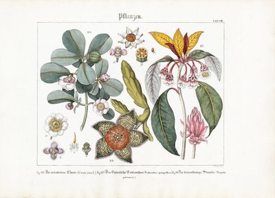 Plantas ornamentais exóticas: Clusia, Enkianthus e Stapelia de Friedrich Guimpel