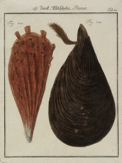 Mexilhões, de Neues Systematisches Conchylien-Cabinet (O Novo Gabinete Sistemático de Conchas), 1784 (gravura e gravação à mão) de Friedrich Heinrich Wilhelm Martini