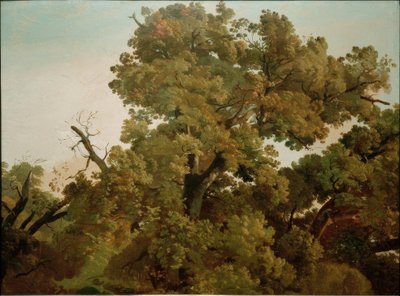 Carvalho de Friedrich Nerly