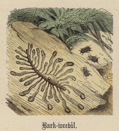 Bark-weevil (gravação a cores) de Friedrich Specht