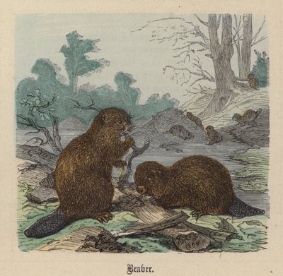 Castor (gravação a cores) de Friedrich Specht