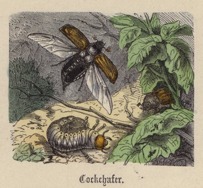 Cockchafer (gravação a cores) de Friedrich Specht