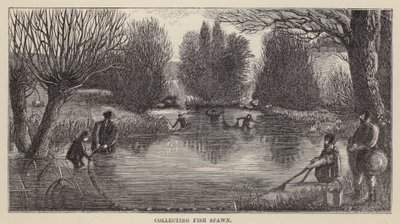 Coleta de Peixes (gravação) de Friedrich Specht