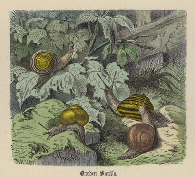 Caracóis de Jardim (gravura colorida) de Friedrich Specht