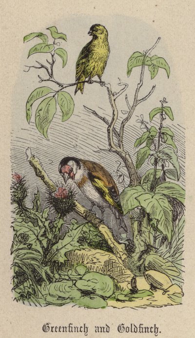 Greenfinch e Goldfinch (gravura colorida) de Friedrich Specht