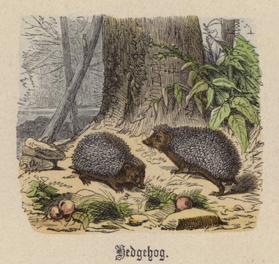 Porco Espinho (gravação a cores) de Friedrich Specht