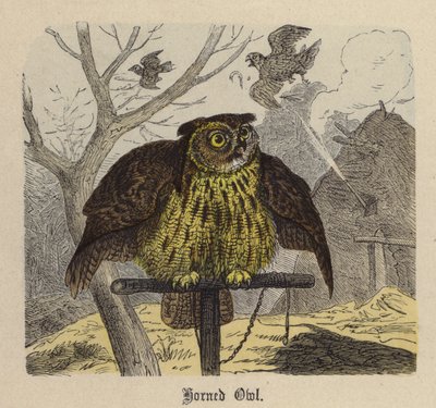 Coruja Coruja (gravura colorida) de Friedrich Specht