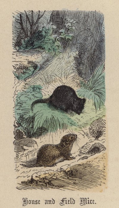 House and Field Mice (gravura a cores) de Friedrich Specht