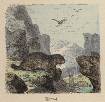 Marmot (gravação a cores) de Friedrich Specht