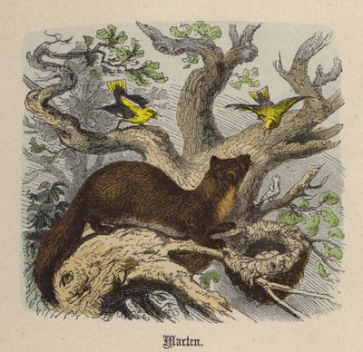 Marten (gravação a cores) de Friedrich Specht