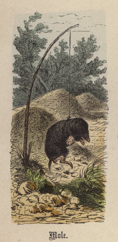 Mole (gravação a cores) de Friedrich Specht
