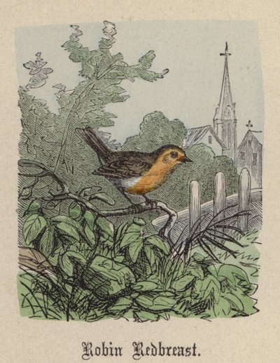 Robin Redbreast (gravação a cores) de Friedrich Specht