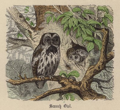 Screech Owl (gravação a cores) de Friedrich Specht