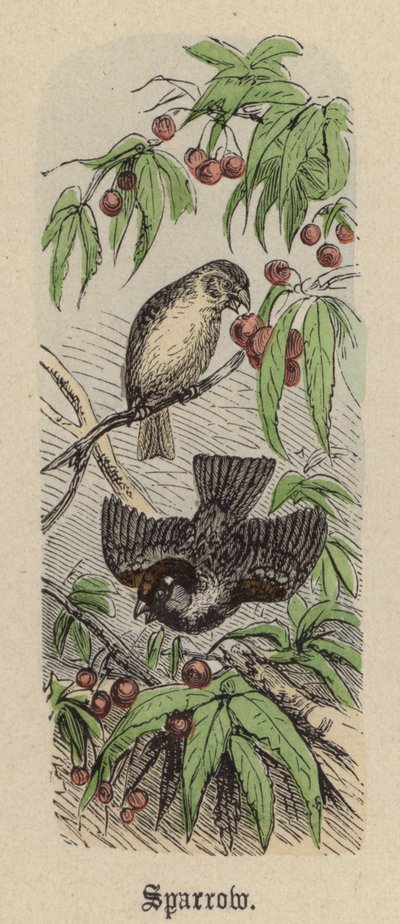 Sparrow (gravação a cores) de Friedrich Specht